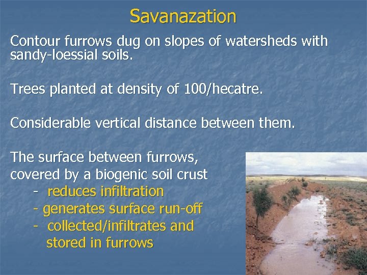 Savanazation Contour furrows dug on slopes of watersheds with sandy-loessial soils. Trees planted at