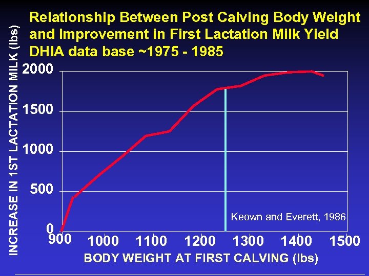 INCREASE IN 1 ST LACTATION MILK (lbs) Relationship Between Post Calving Body Weight and