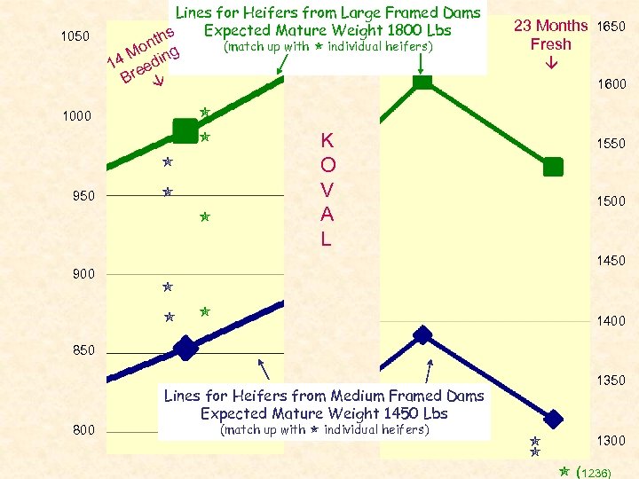 1050 Lines for Heifers from Large Framed Dams Expected Mature Weight 1800 Lbs hs