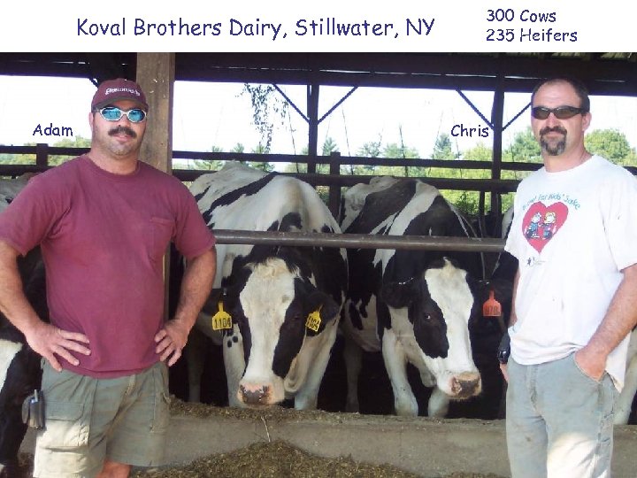 Koval Brothers Dairy, Stillwater, NY Adam 300 Cows 235 Heifers Chris 