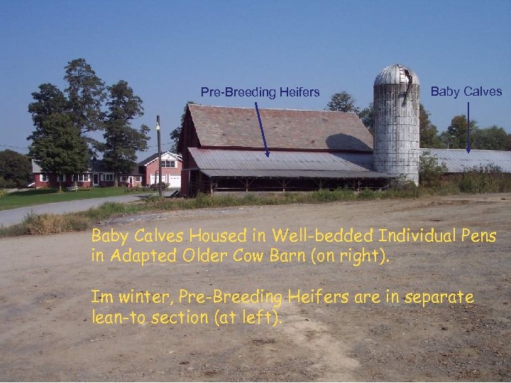Pre-Breeding Heifers Baby Calves Housed in Well-bedded Individual Pens in Adapted Older Cow Barn