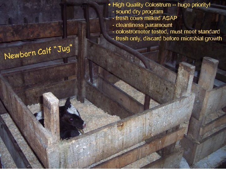  High Quality Colostrum -- huge priority! - sound dry program - fresh cows