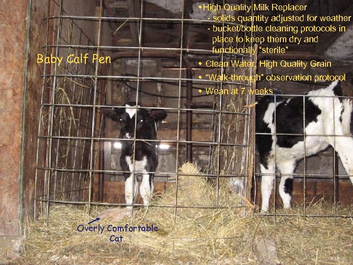 Baby Calf Pen High Quality Milk Replacer - solids quantity adjusted for weather -