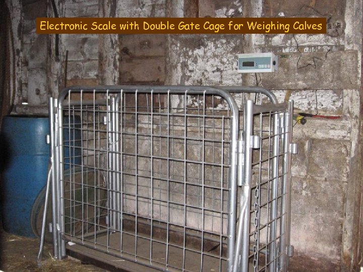 Electronic Scale with Double Gate Cage for Weighing Calves 