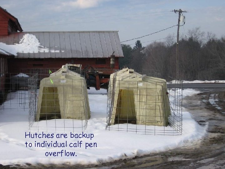 Hutches are backup to individual calf pen overflow. 