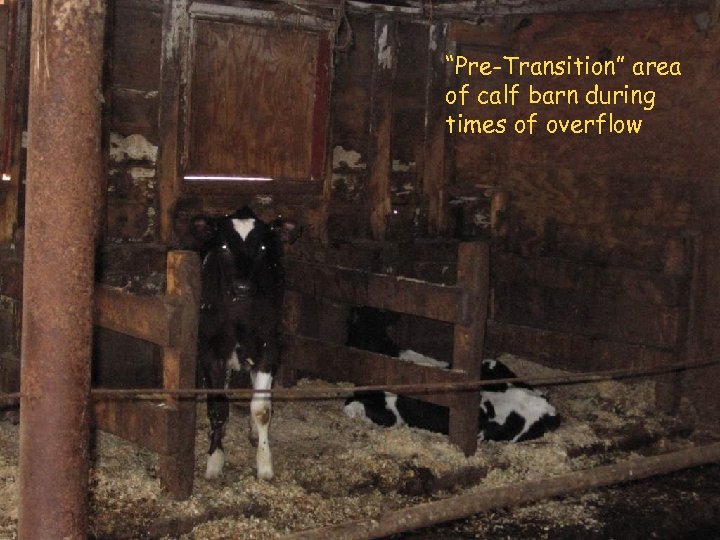 “Pre-Transition” area of calf barn during times of overflow 