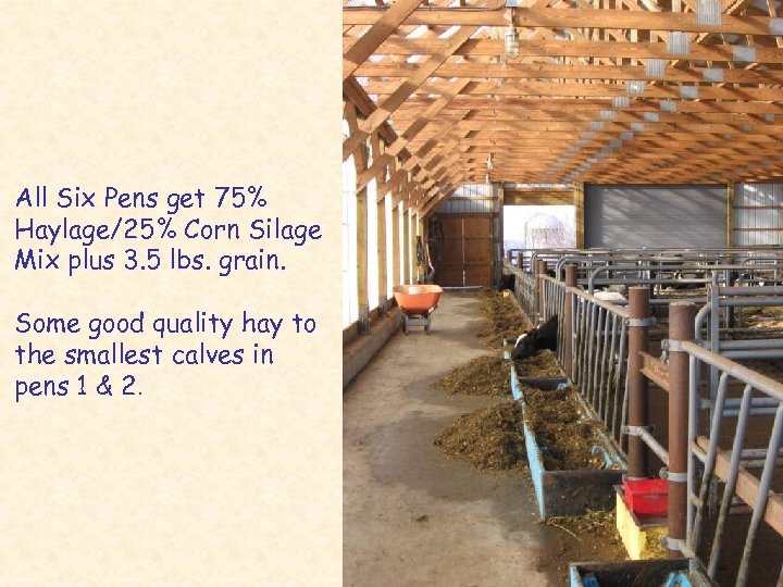 All Six Pens get 75% Haylage/25% Corn Silage Mix plus 3. 5 lbs. grain.