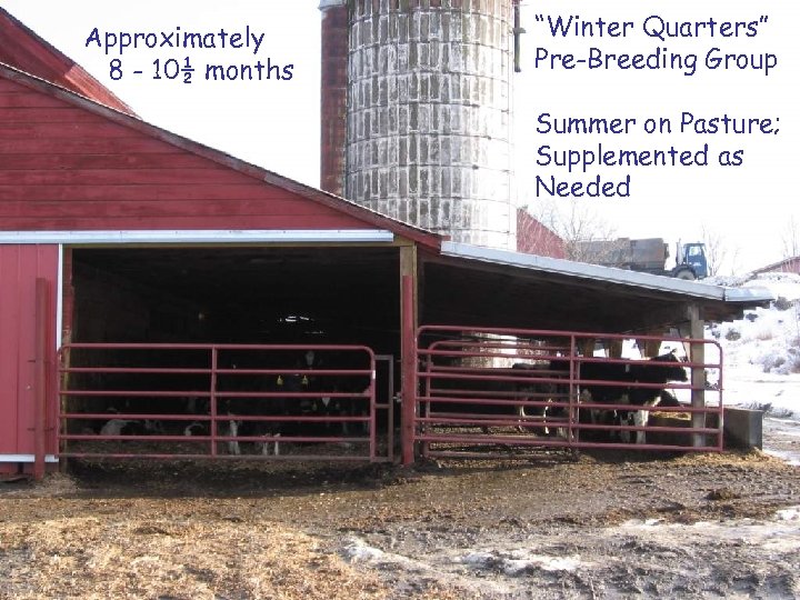 Approximately 8 - 10½ months “Winter Quarters” Pre-Breeding Group Summer on Pasture; Supplemented as