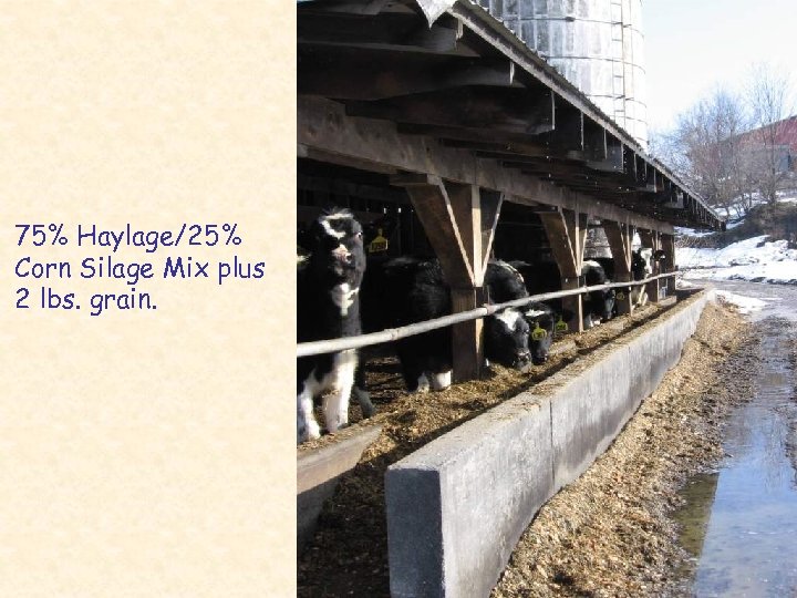 75% Haylage/25% Corn Silage Mix plus 2 lbs. grain. 