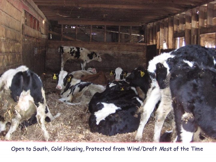 Open to South, Cold Housing, Protected from Wind/Draft Most of the Time 