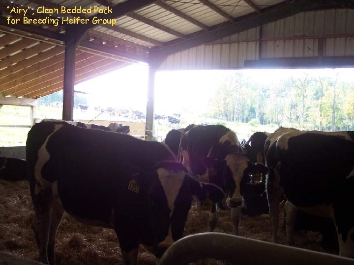 “Airy”, Clean Bedded Pack for Breeding Heifer Group 
