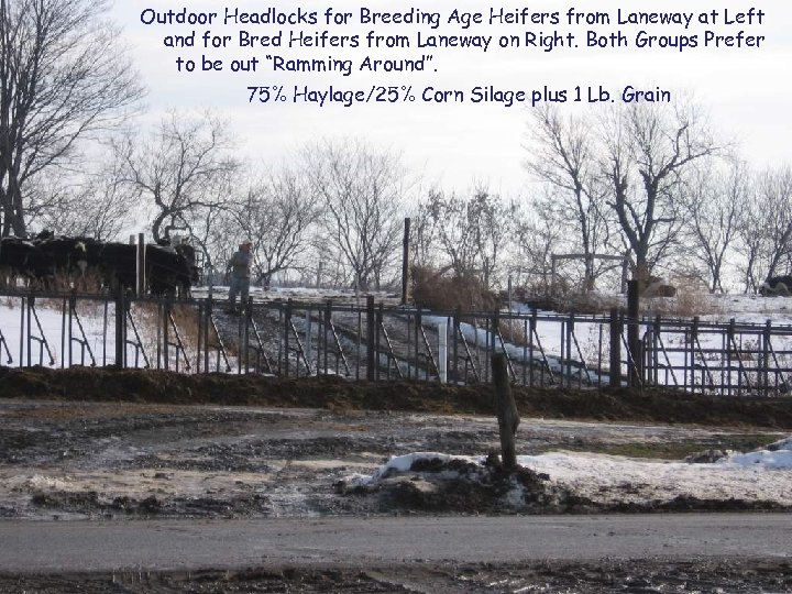 Outdoor Headlocks for Breeding Age Heifers from Laneway at Left and for Bred Heifers