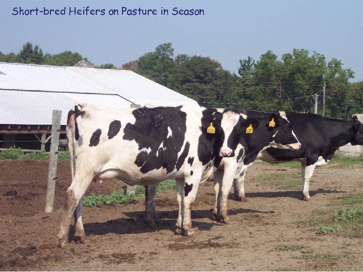 Short-bred Heifers on Pasture in Season 