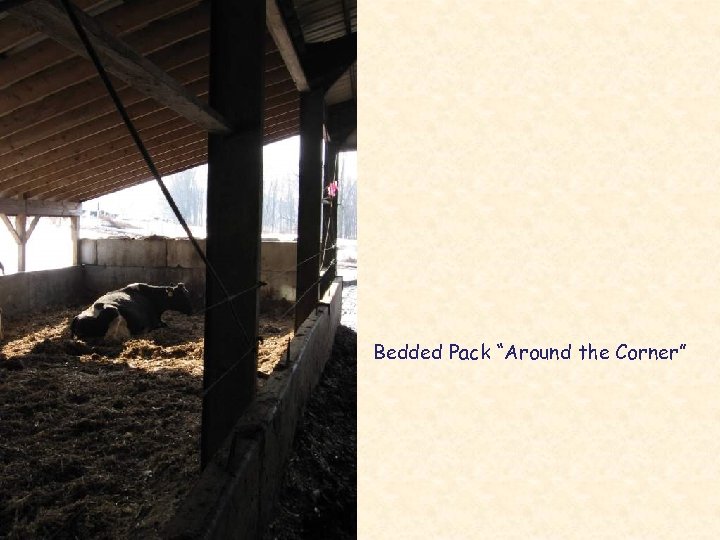 Bedded Pack “Around the Corner” 