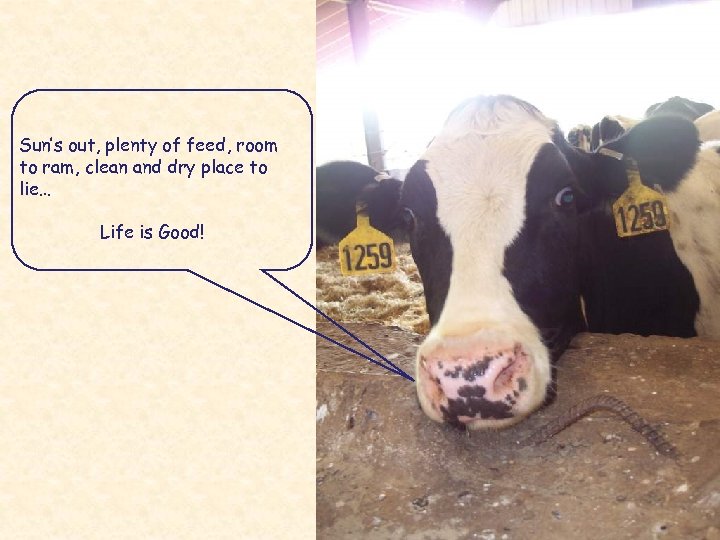 Sun’s out, plenty of feed, room to ram, clean and dry place to lie…