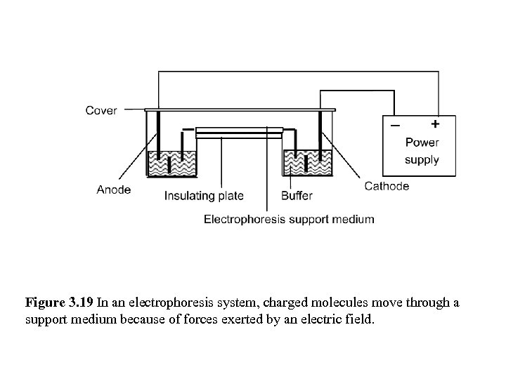 Figure 3. 19 In an electrophoresis system, charged molecules move through a support medium