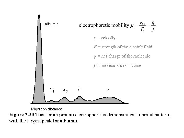 Albumin v = velocity E = strength of the electric field q = net