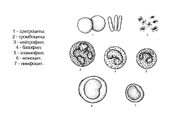 1 - эритроциты; 2 - тромбоциты; 3 - нейтрофил; 4 - базофил; 5 -