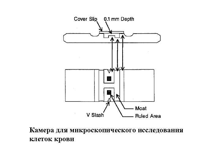 Камера для микроскопического исследования клеток крови 