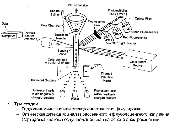  • Три стадии: – Гидродинамическая или электрокинетическая фокусировка – Оптическая детекция: анализ рассеянного