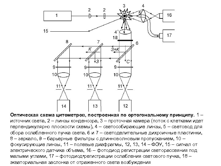 Оптическая схема цитометров, построенная по ортогональному принципу. 1 – источник света, 2 – линзы
