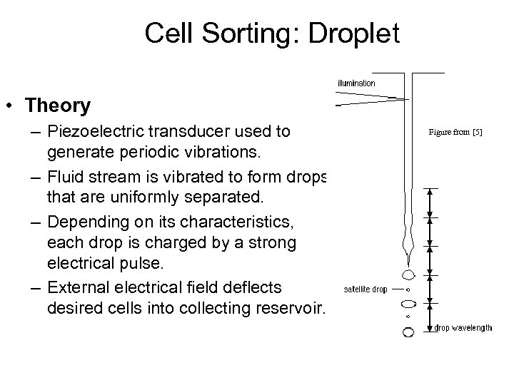 Cell Sorting: Droplet • Theory – Piezoelectric transducer used to generate periodic vibrations. –