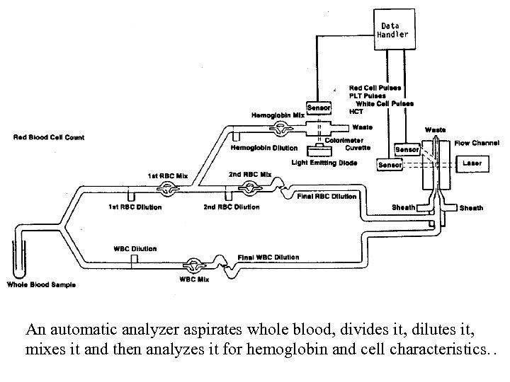 An automatic analyzer aspirates whole blood, divides it, dilutes it, mixes it and then