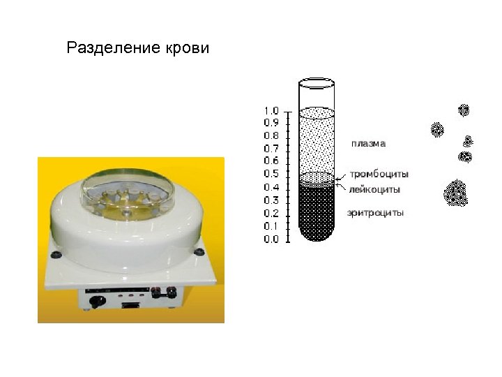 Разделение крови 