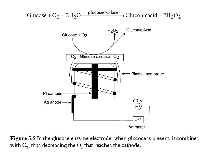 Figure 3. 5 In the glucose enzyme electrode, when glucose is present, it combines
