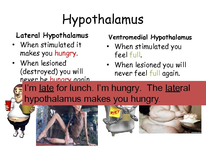 Hypothalamus Lateral Hypothalamus • When stimulated it makes you hungry. • When lesioned (destroyed)