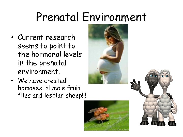 Prenatal Environment • Current research seems to point to the hormonal levels in the