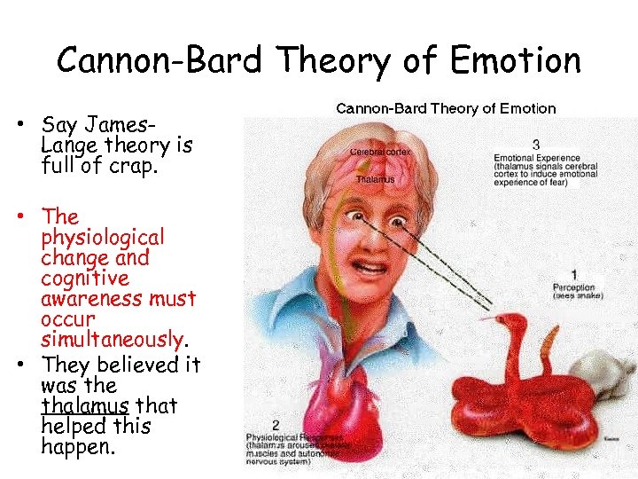 Cannon-Bard Theory of Emotion • Say James. Lange theory is full of crap. •