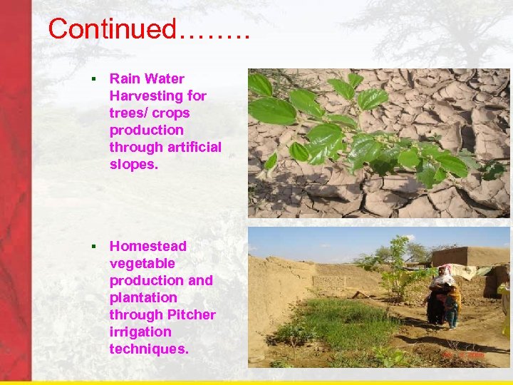 Continued……. . § Rain Water Harvesting for trees/ crops production through artificial slopes. §