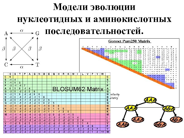 Модели эволюции нуклеотидных и аминокислотных последовательностей. BLOSUM 62 Matrix AAA AAG AAA AGA GGA