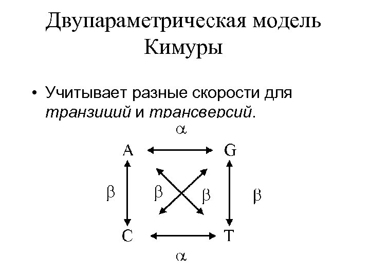 Двупараметрическая модель Кимуры • Учитывает разные скорости для транзиций и трансверсий. 