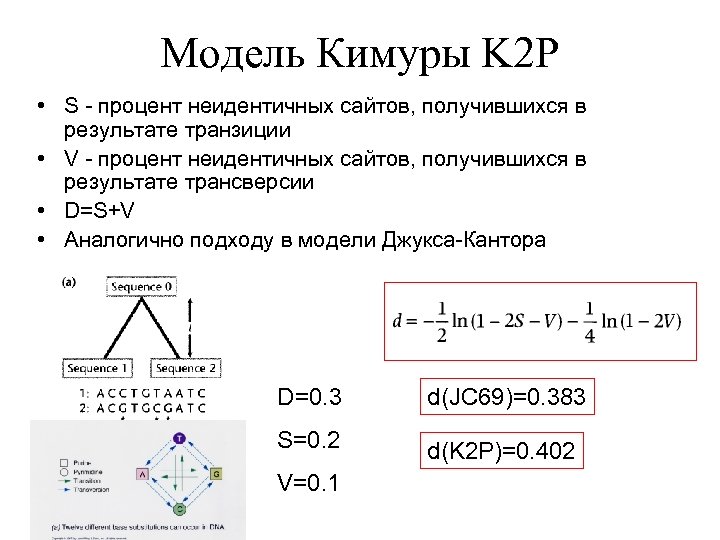 Модель Кимуры K 2 P • S - процент неидентичных сайтов, получившихся в результате