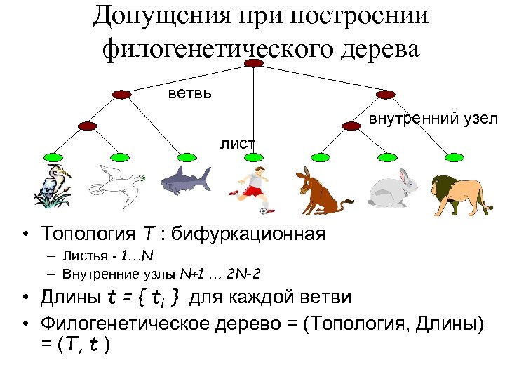 Допущения при построении филогенетического дерева ветвь внутренний узел лист • Топология T : бифуркационная