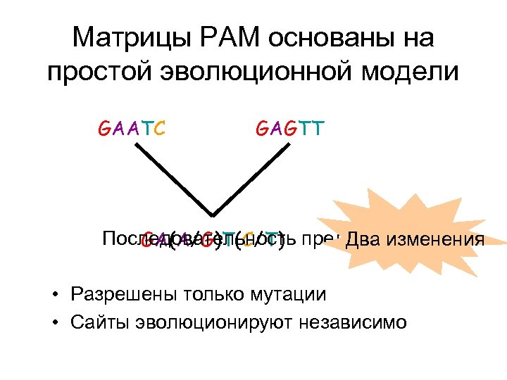 Матрицы PAM основаны на простой эволюционной модели GAATC GAGTT Последовательность предка? Два изменения GA(A/G)T(C/T)