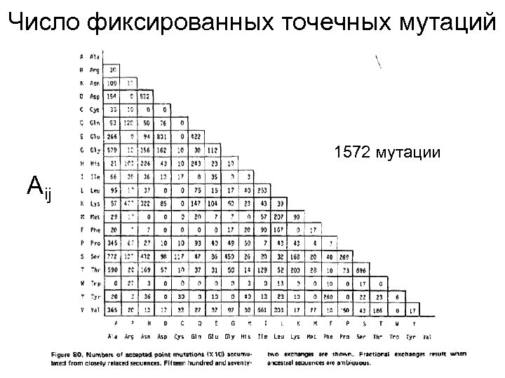 Число фиксированных точечных мутаций 1572 мутации A ij 