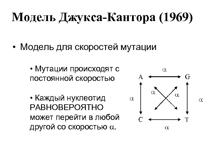 Модель Джукса-Кантора (1969) • Модель для скоростей мутации • Мутации происходят с постоянной скоростью