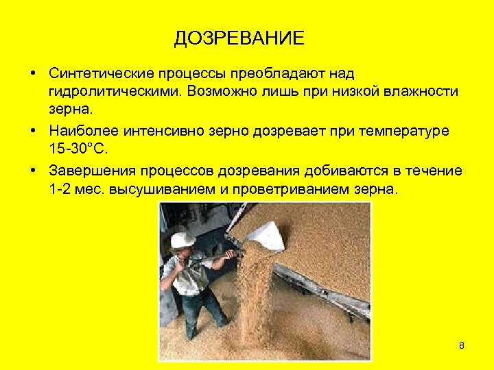 ДОЗРЕВАНИЕ • Синтетические процессы преобладают над гидролитическими. Возможно лишь при низкой влажности зерна. •