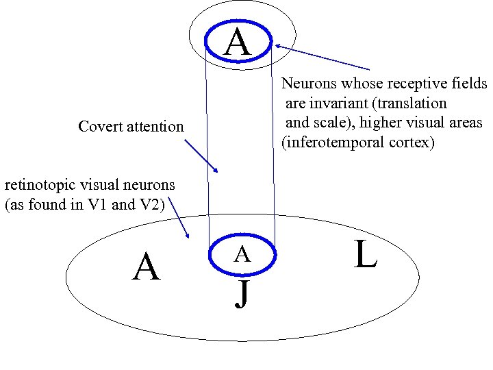 A Neurons whose receptive fields are invariant (translation and scale), higher visual areas (inferotemporal