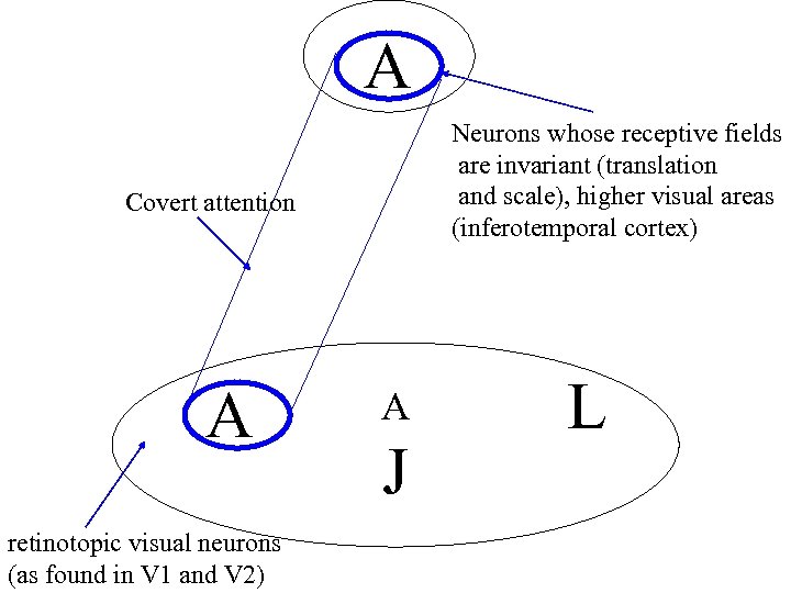 A Neurons whose receptive fields are invariant (translation and scale), higher visual areas (inferotemporal