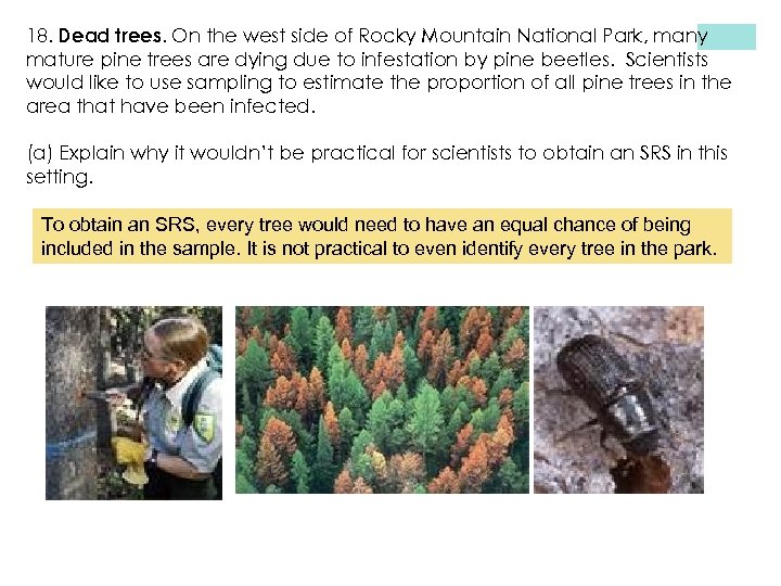 18. Dead trees. On the west side of Rocky Mountain National Park, many mature