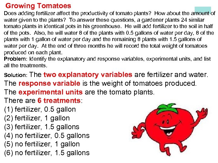  Growing Tomatoes Does adding fertilizer affect the productivity of tomato plants? How about