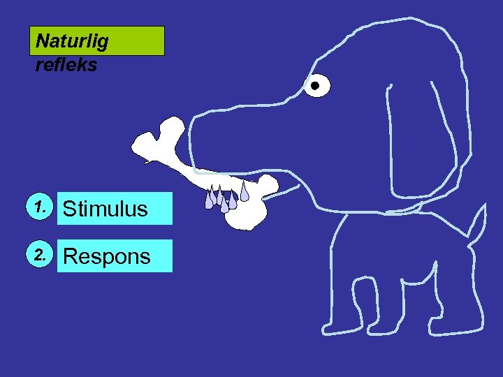 Naturlig refleks 1. Stimulus 2. Respons 