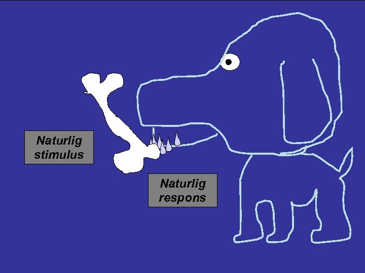 Naturlig stimulus Naturlig respons 