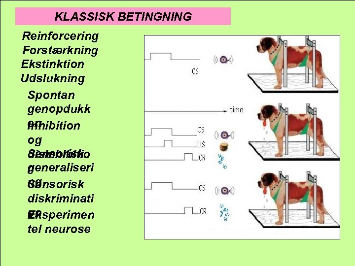 KLASSISK BETINGNING Reinforcering Forstærkning Ekstinktion Udslukning Spontan genopdukk en Inhibition og Sensorisk disinhibitio generaliseri