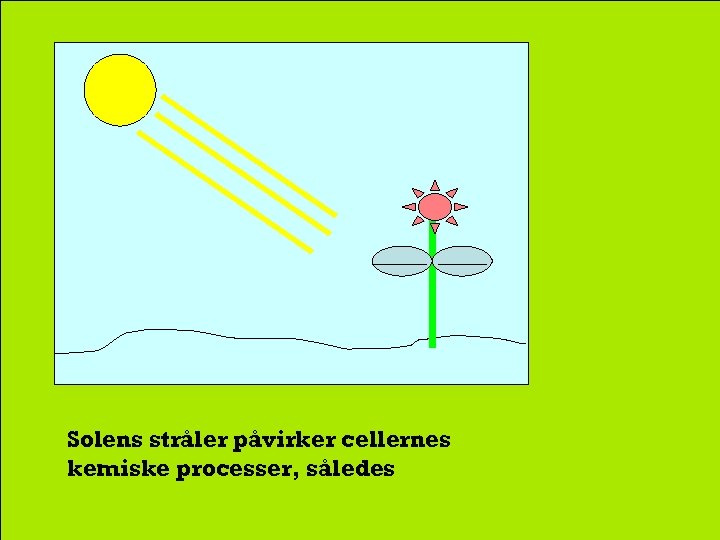 Solens stråler påvirker cellernes kemiske processer, således 