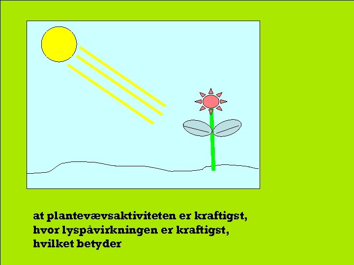 at plantevævsaktiviteten er kraftigst, hvor lyspåvirkningen er kraftigst, hvilket betyder 